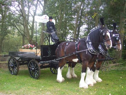 The Waldburg Shire Horses